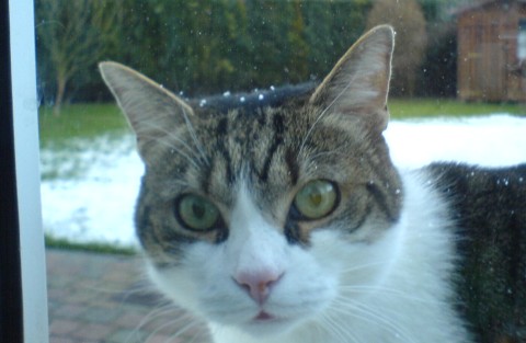 A cat in the garden